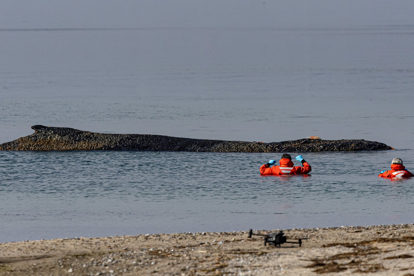 Rescuers try to refloat a stranded humpback whale in Germany’s Baltic Sea | iNFOnews.ca