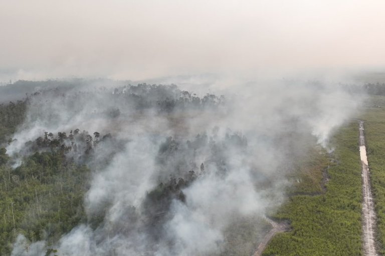 Indonesian police arrest 72 people suspected of starting forest fires | iNFOnews.ca