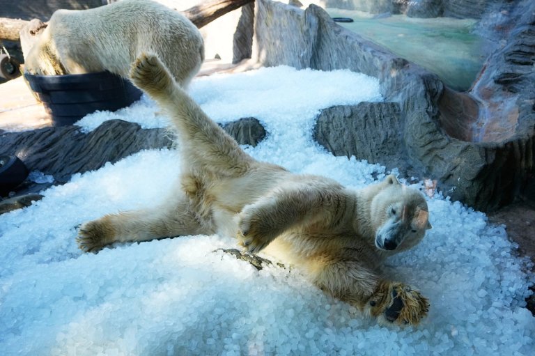 Prague zoo keeps polar bears cool with ice cubes as European summer heatwave hits | iNFOnews.ca
