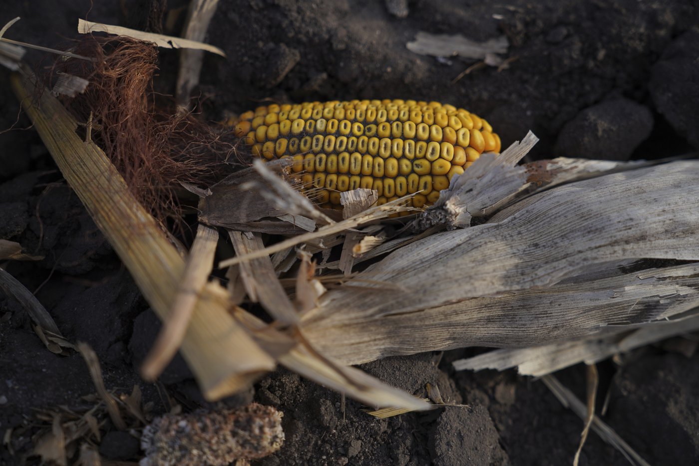 Minnesota farm town reshaped by migrants wrestles with real changes beyond the political vitriol | iNFOnews.ca