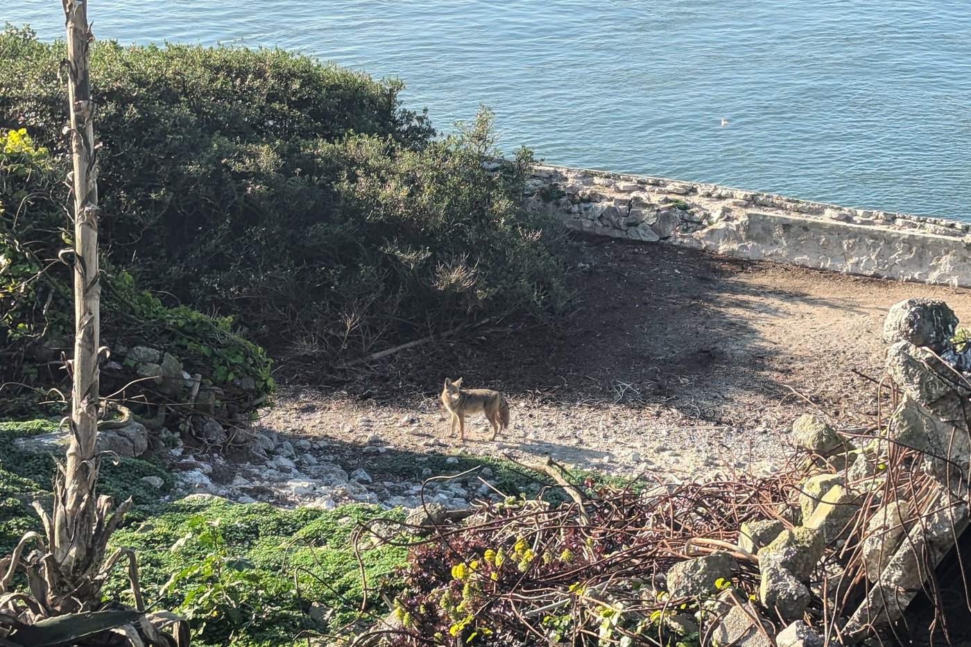 Male coyote swam 2 miles to Alcatraz Island, twice as far as biologists had expected | iNFOnews.ca