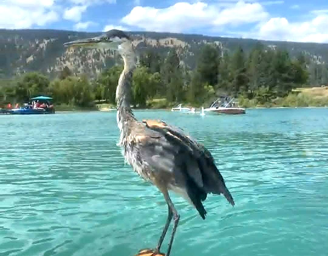 A heron perches on a paddleboard.