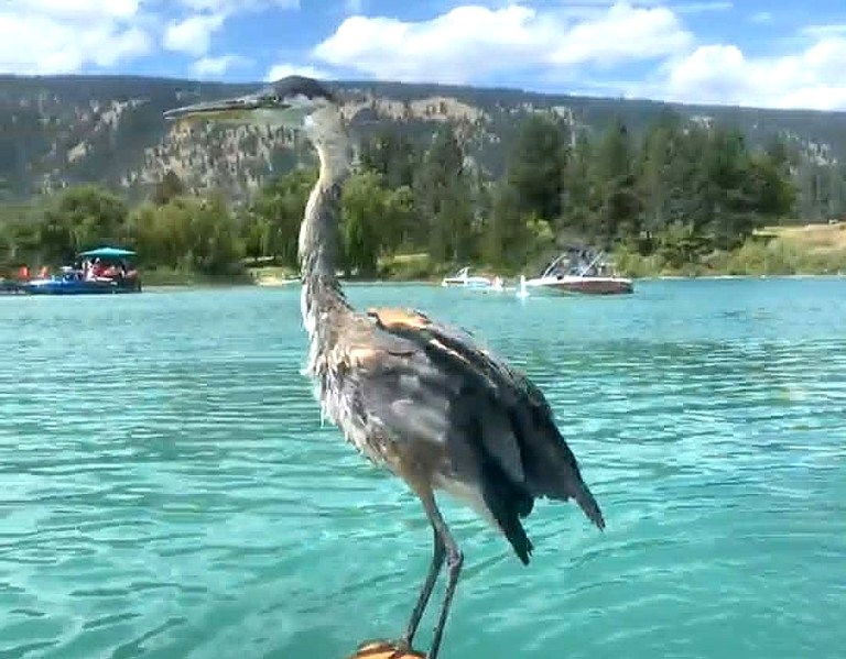 A heron perches on a paddleboard.