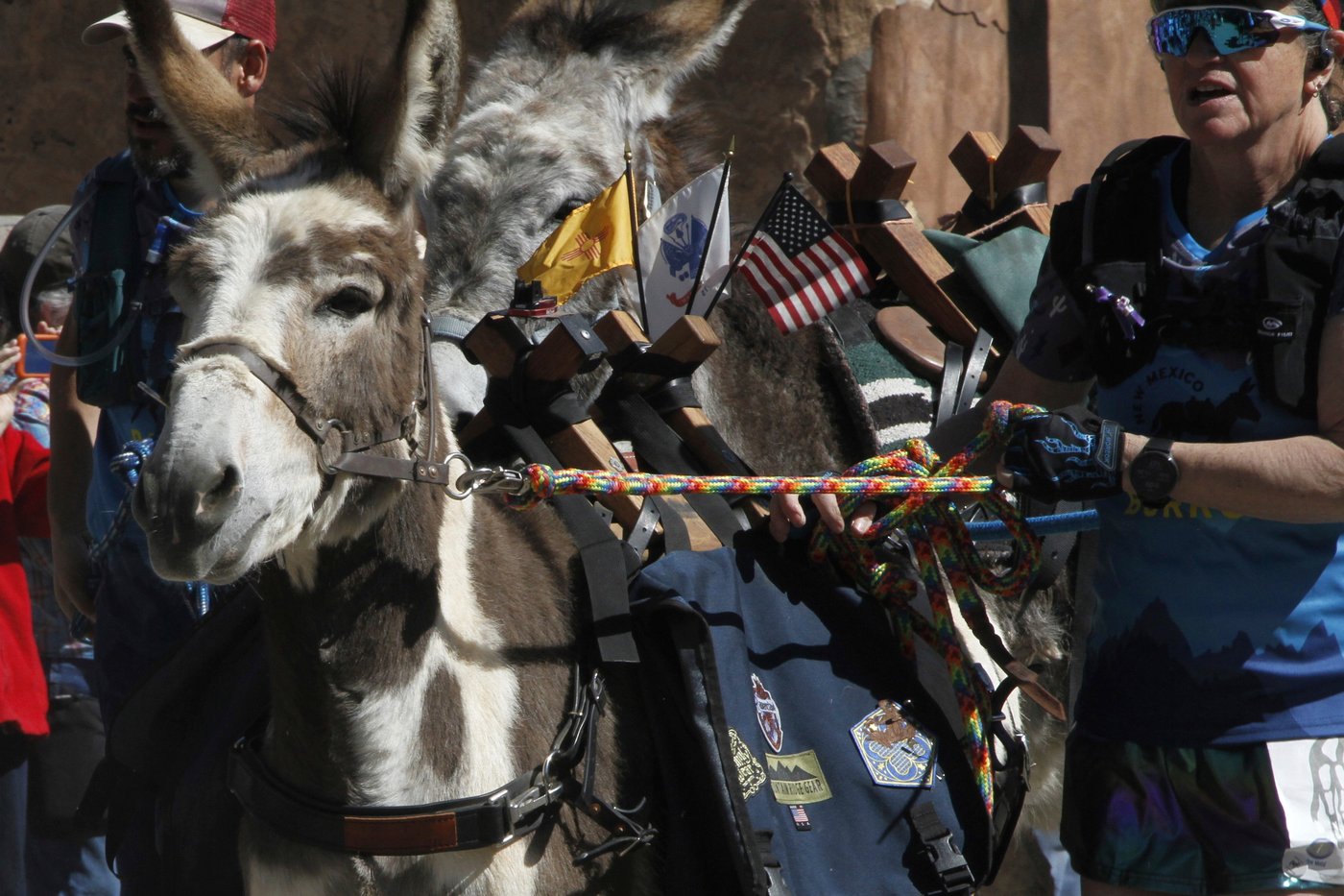 Burro racing wins over runners in backcountry ode to mining history | iNFOnews.ca Burro racing wins over runners in backcountry ode to mining history | iNFOnews.ca