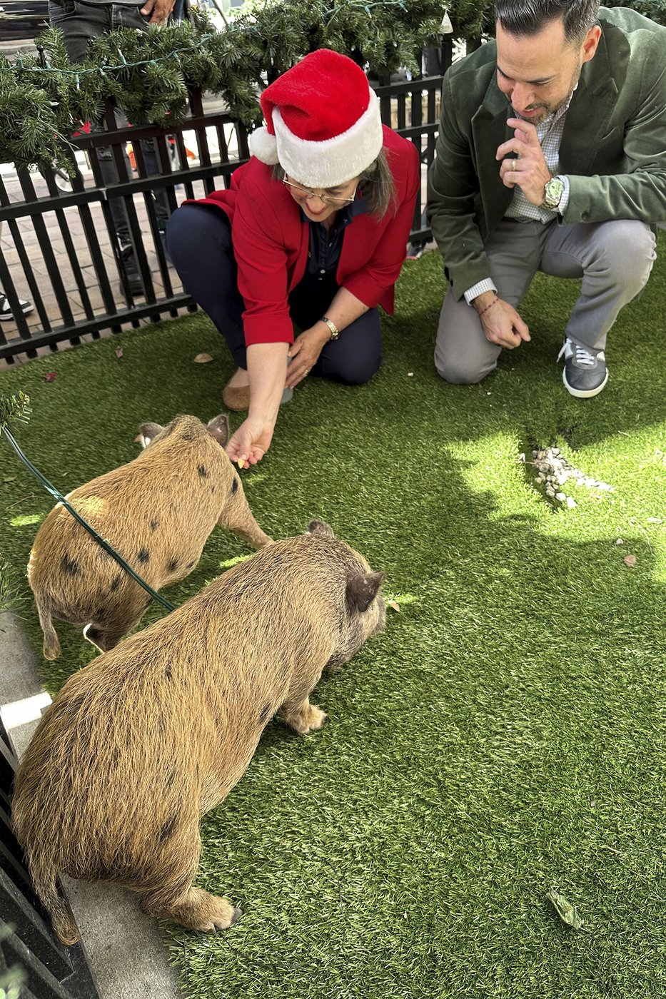 Baby pigs get Christmas pardon from Florida mayor in a Cuban twist on White House turkey tradition | iNFOnews.ca