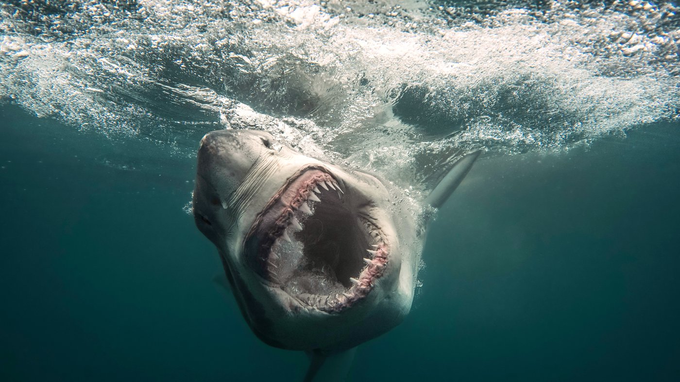Rei Ami from 'KPop Demon Hunters' and comedian Ken Jeong take a bite out of 'Shark Week' | iNFOnews.ca