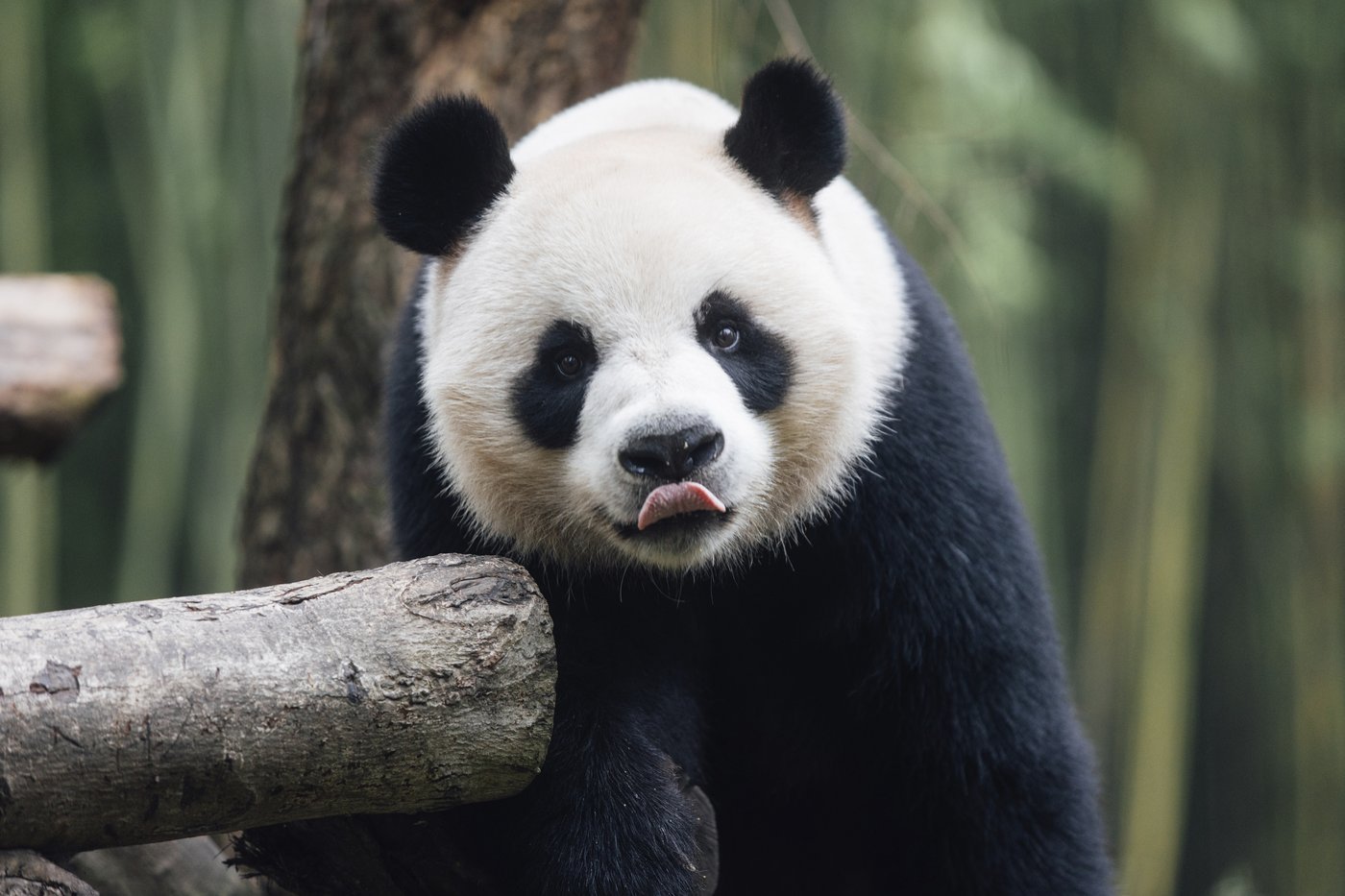 A new pair of giant pandas gifted by Beijing arrives in Hong Kong | iNFOnews.ca