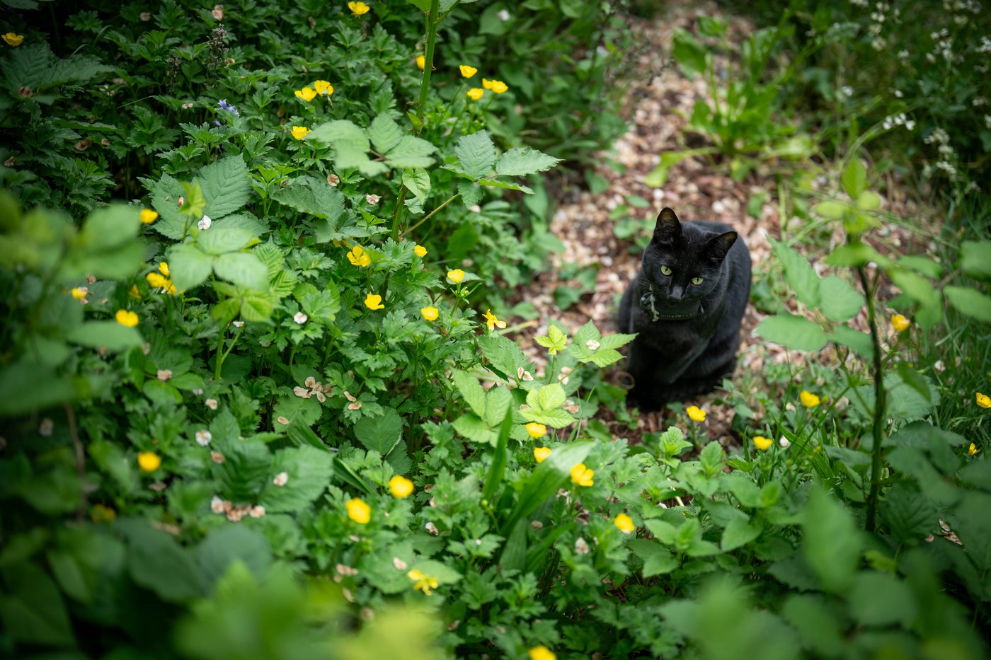 'Team Nigel' rallies behind East Vancouver cat after complaint about feline folk hero | iNFOnews.ca