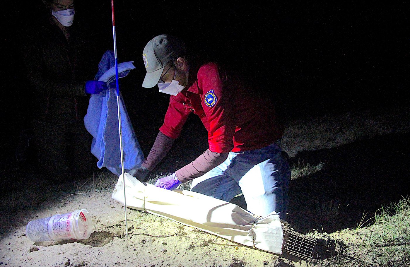 No black-footed ferrets found in Meeteetse, 40 years after a rescue saved the species | iNFOnews.ca