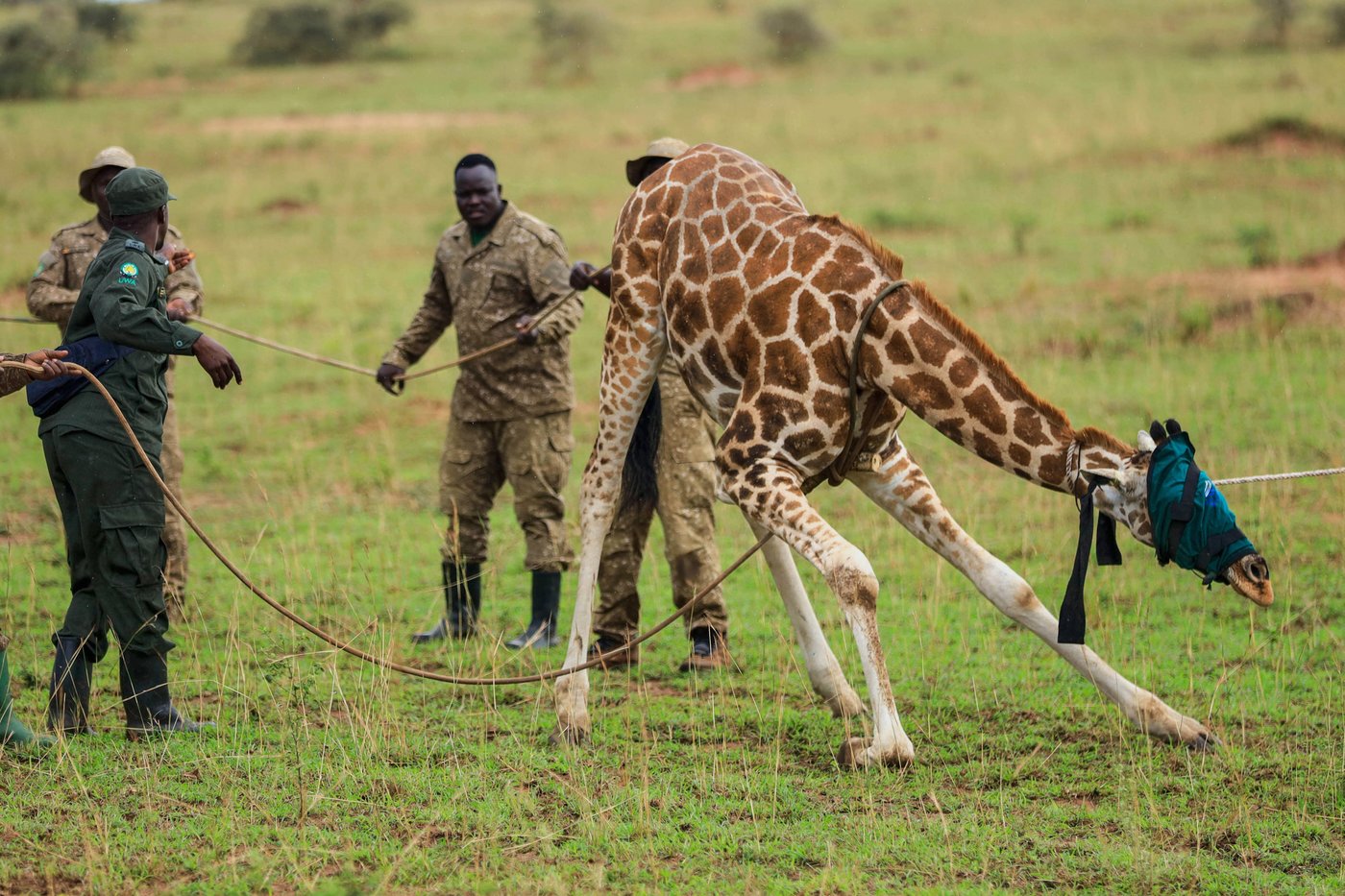 Giraffes given a new home in Uganda to escape oil drilling in the country's largest park | iNFOnews.ca