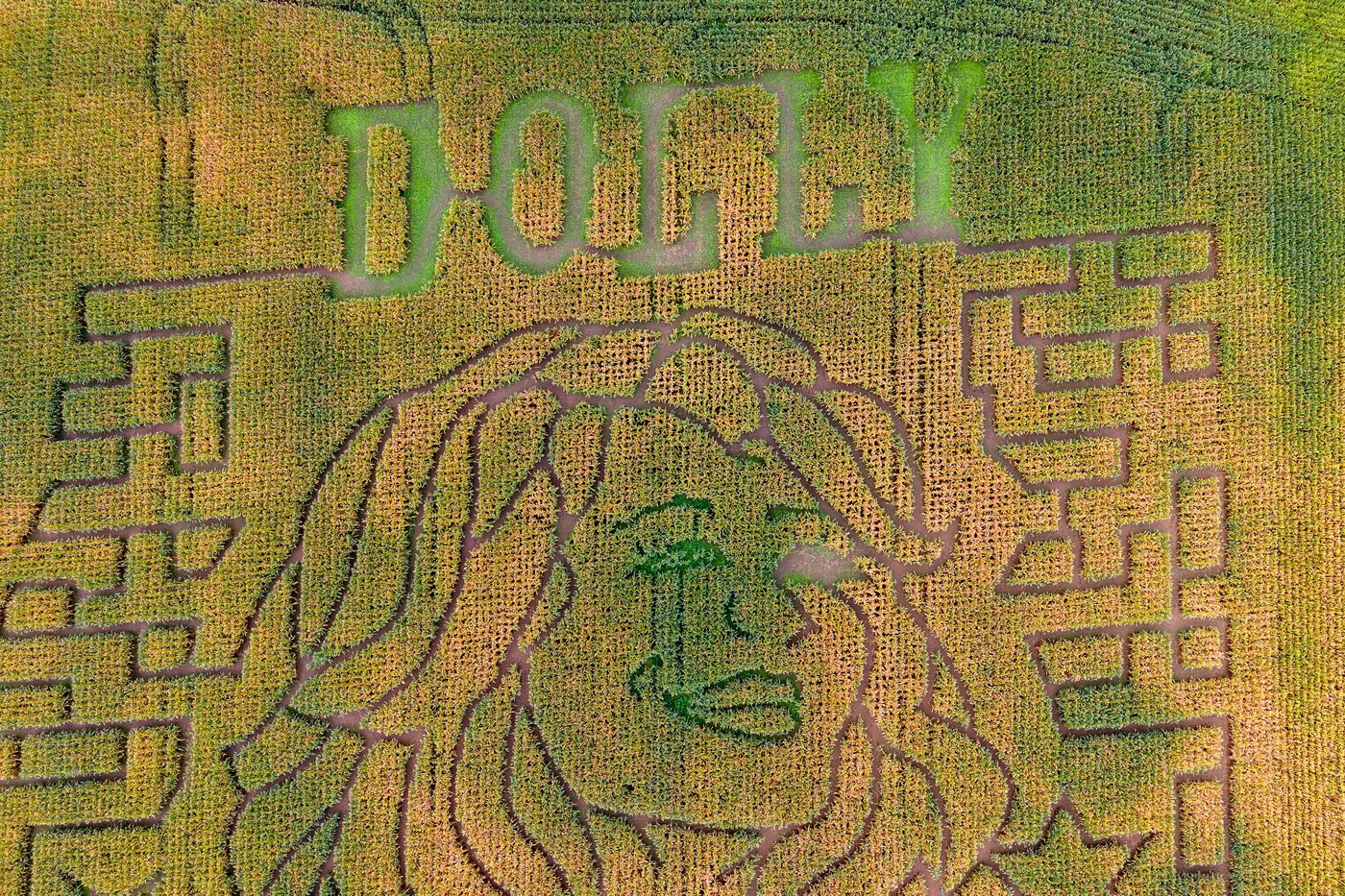 Aw shucks: Dolly Parton corn mazes crop up in fields nationwide | iNFOnews.ca Aw shucks: Dolly Parton corn mazes crop up in fields nationwide | iNFOnews.ca