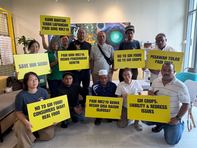 Malaysian farmers, environmental groups call for rejection of GMO rice trial | iNFOnews.ca