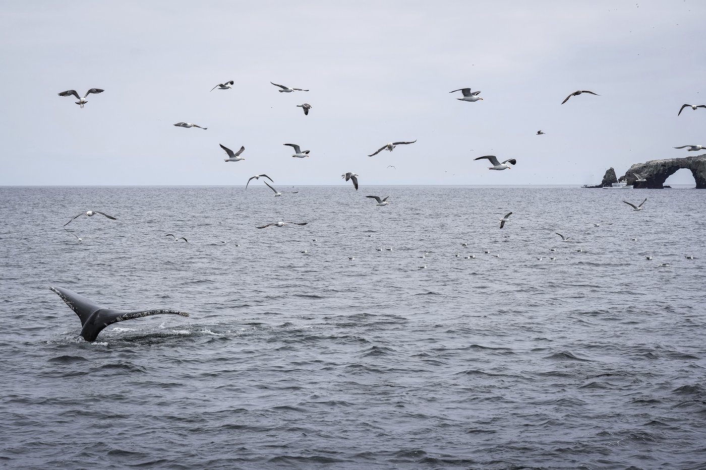 As Trump pares back ocean protections, California weighs expanding them | iNFOnews.ca