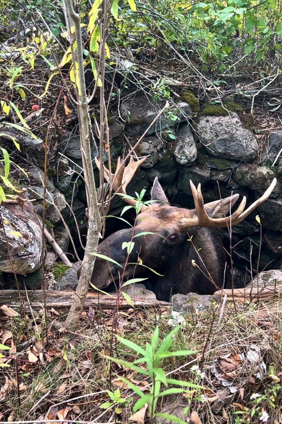Maine wardens rescue moose trapped for hours in abandoned well | iNFOnews.ca