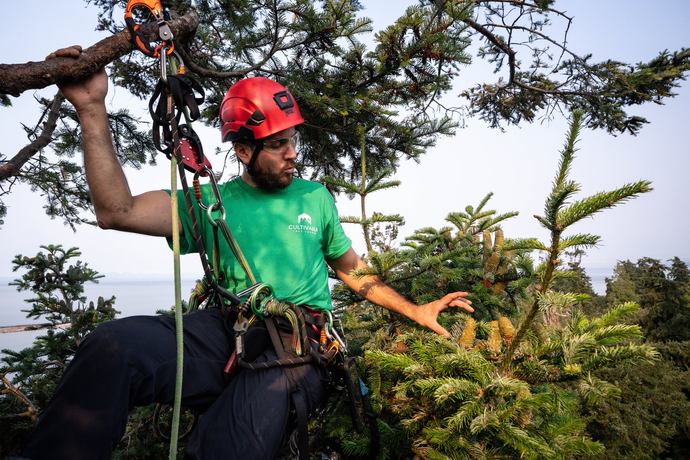 Take a bough: Climbing takes relationship with B.C.'s trees to the next level | iNFOnews.ca