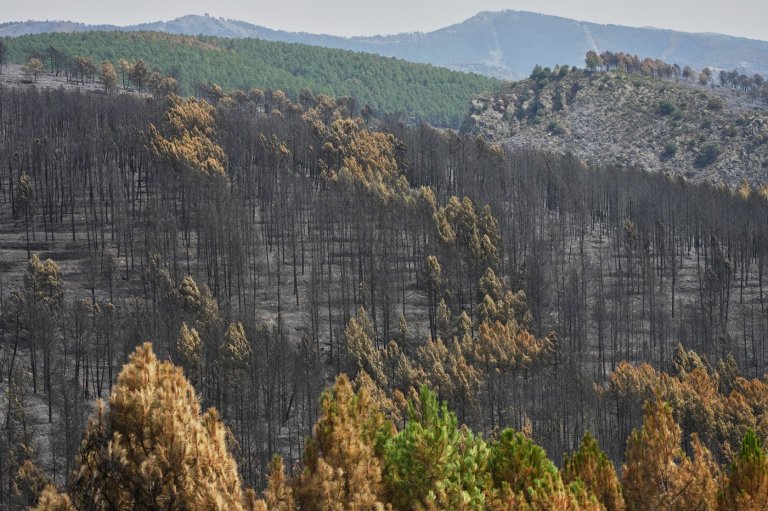 Firefighters in central Spain battle huge wildfire during heat wave | iNFOnews.ca
