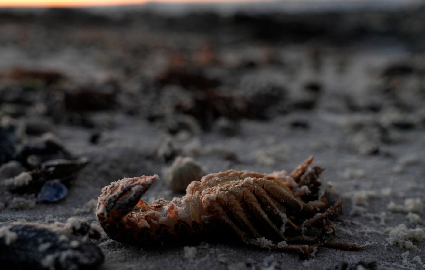 A red tide in South Africa is causing the mass deaths of crayfish | iNFOnews.ca A red tide in South Africa is causing the mass deaths of crayfish | iNFOnews.ca