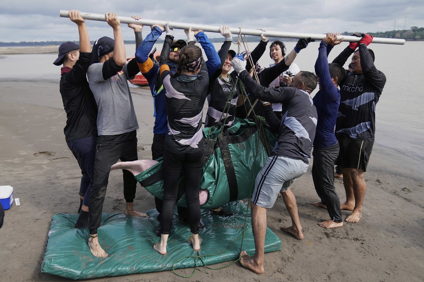 Endangered pink river dolphins face a rising mercury threat in the Amazon | iNFOnews.ca Endangered pink river dolphins face a rising mercury threat in the Amazon | iNFOnews.ca