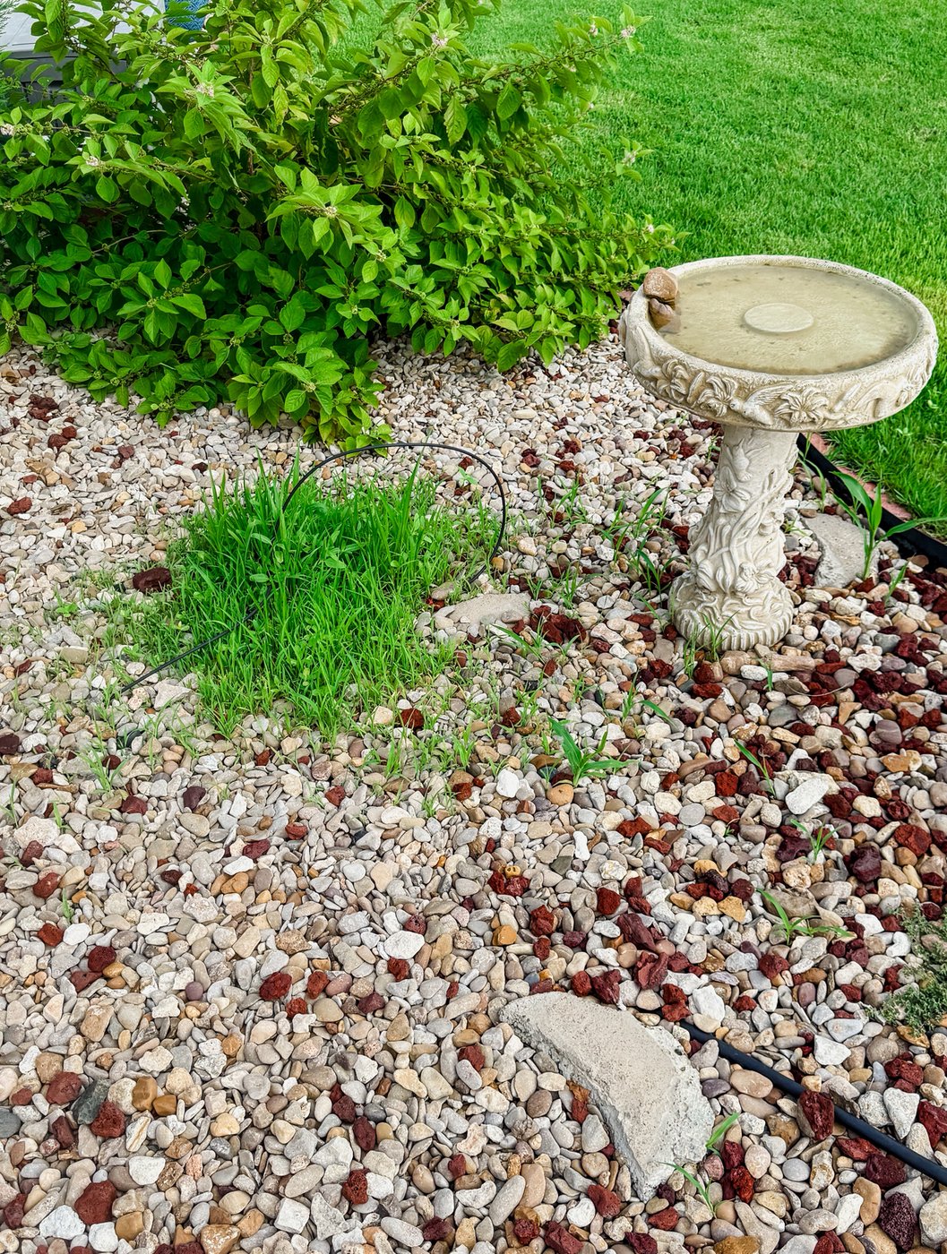 From errant birdseed to mint mishaps, gardening can be as scary as any Halloween night | iNFOnews.ca From errant birdseed to mint mishaps, gardening can be as scary as any Halloween night | iNFOnews.ca