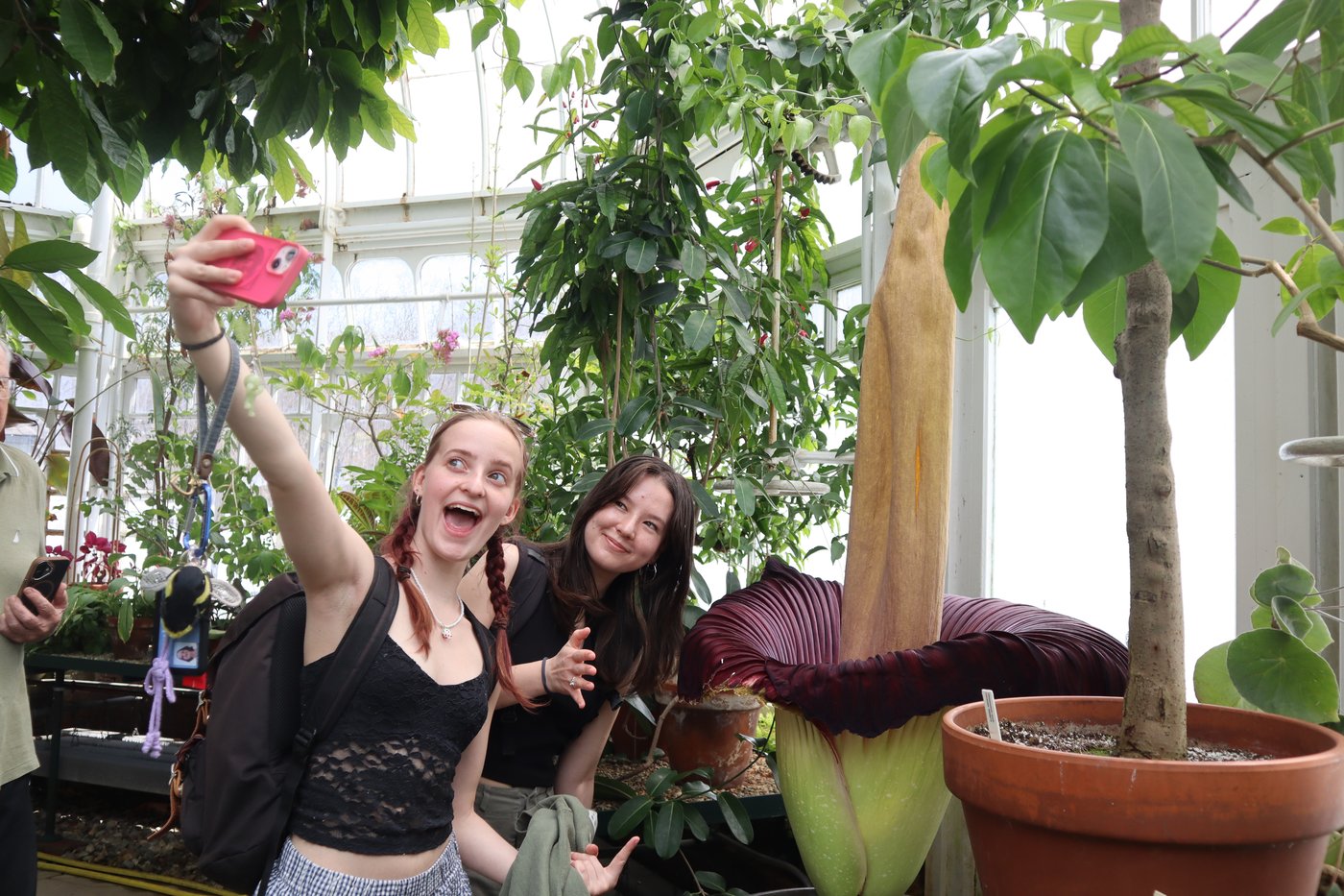 Mount Holyoke’s corpse flower blooms again, drawing crowds to its ‘rotting flesh’ stench | iNFOnews.ca Mount Holyoke’s corpse flower blooms again, drawing crowds to its ‘rotting flesh’ stench | iNFOnews.ca
