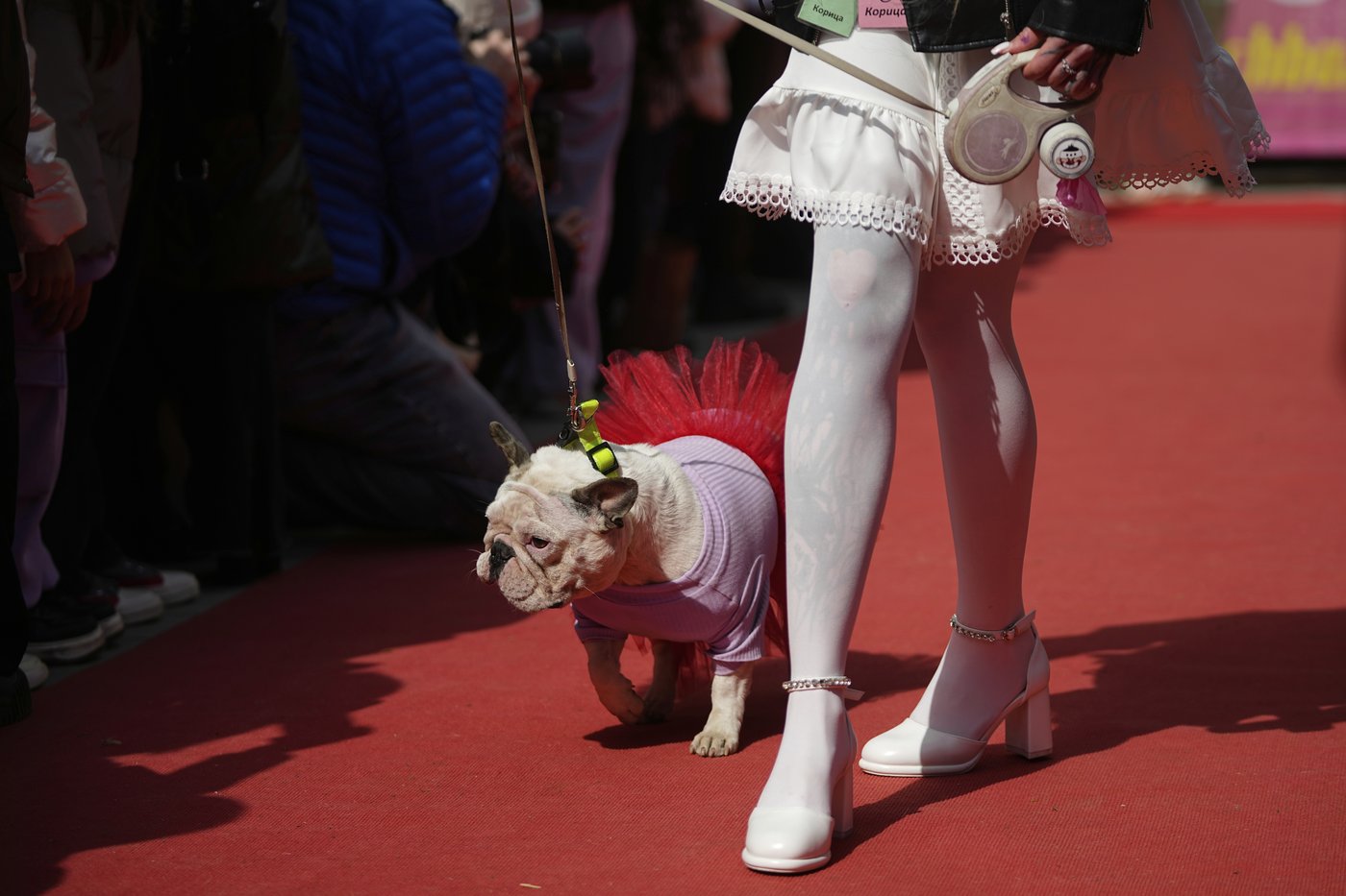 PHOTO COLLECTION: Russia French Bulldogs Parade | iNFOnews.ca PHOTO COLLECTION: Russia French Bulldogs Parade | iNFOnews.ca
