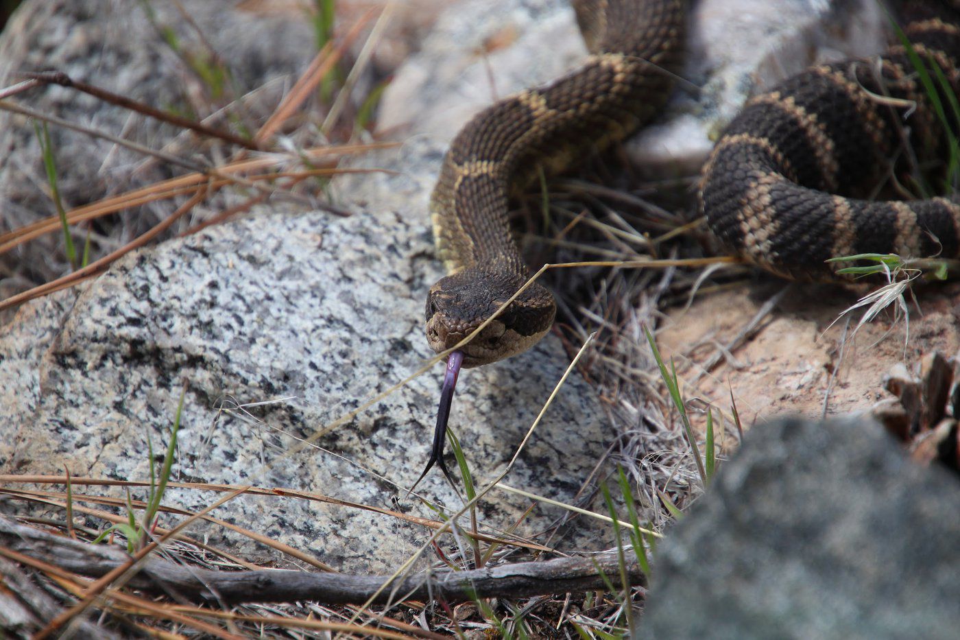 A rattlesnake in the wild.
