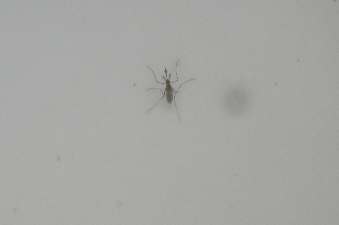 Italy sees mosquitos spread the West Nile virus farther and longer as Europe warms | iNFOnews.ca Italy sees mosquitos spread the West Nile virus farther and longer as Europe warms | iNFOnews.ca