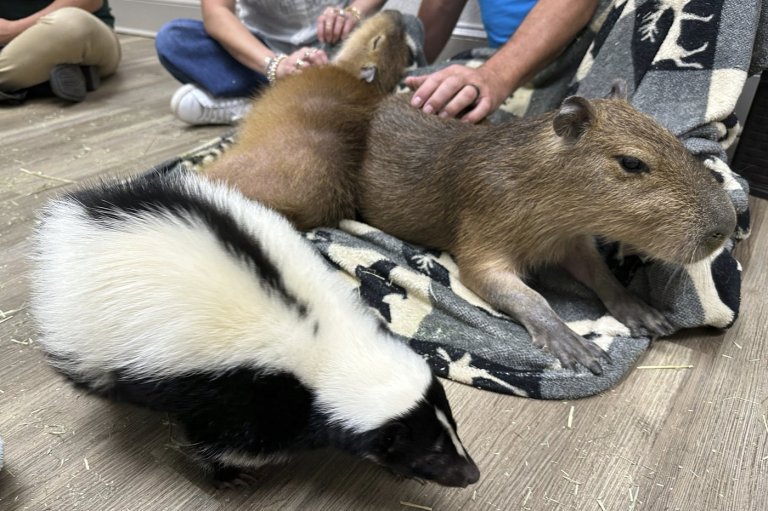 Skunk in downtown Vancouver that bit people tests positive for rabies | iNFOnews.ca