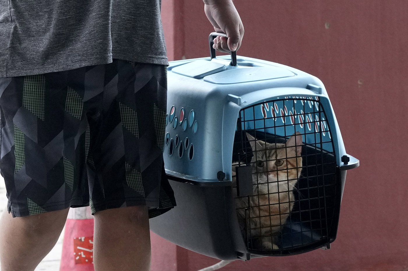 How to prepare your pets for when a hurricane makes it rain cats and dogs | iNFOnews.ca