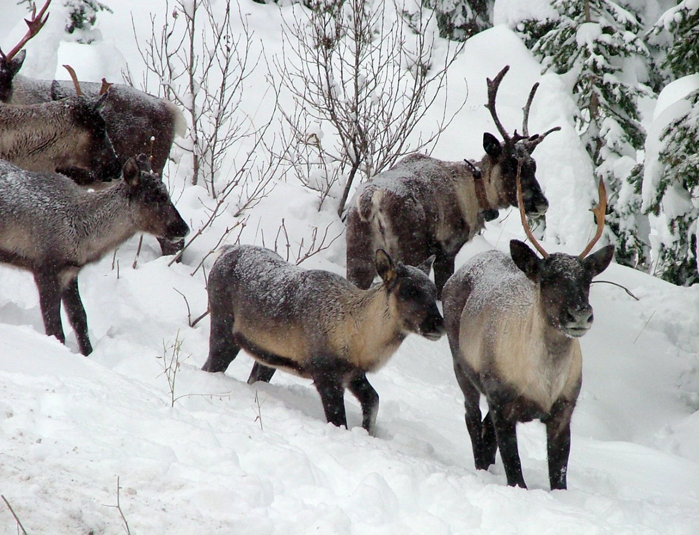 Ottawa dragging its feet on protecting endangered caribou: B.C. conservation groups | iNFOnews.ca Ottawa dragging its feet on protecting endangered caribou: B.C. conservation groups | iNFOnews.ca
