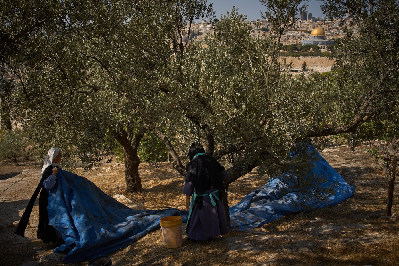 On Mount of Olives where Jesus prayed, monks and nuns keep harvesting olives | iNFOnews.ca On Mount of Olives where Jesus prayed, monks and nuns keep harvesting olives | iNFOnews.ca