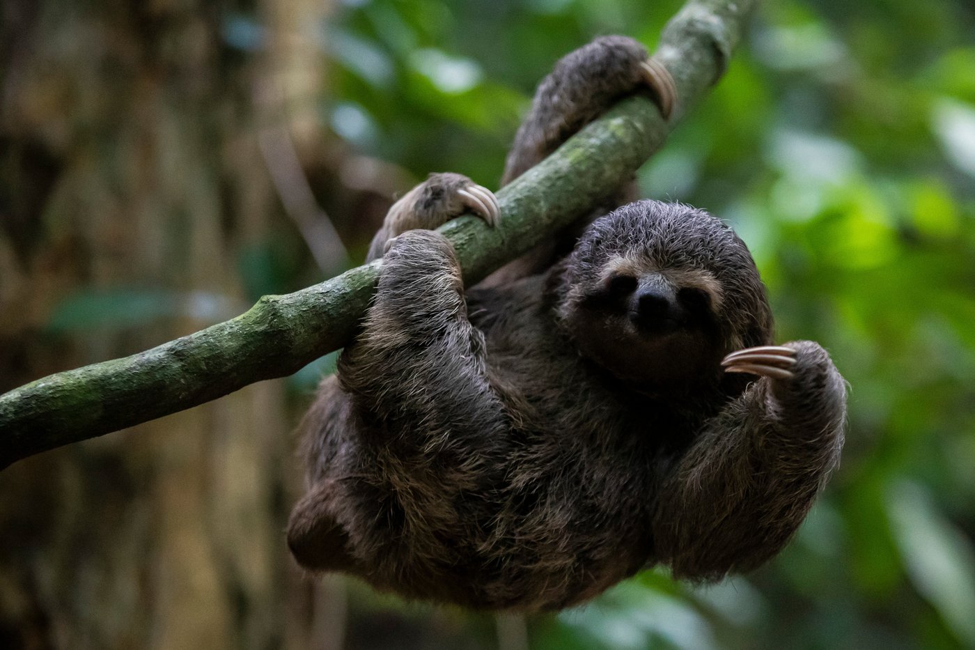 Sickness, cold killed nearly 30 sloths at a Florida import warehouse in 2024 and 2025 | iNFOnews.ca Sickness, cold killed nearly 30 sloths at a Florida import warehouse in 2024 and 2025 | iNFOnews.ca