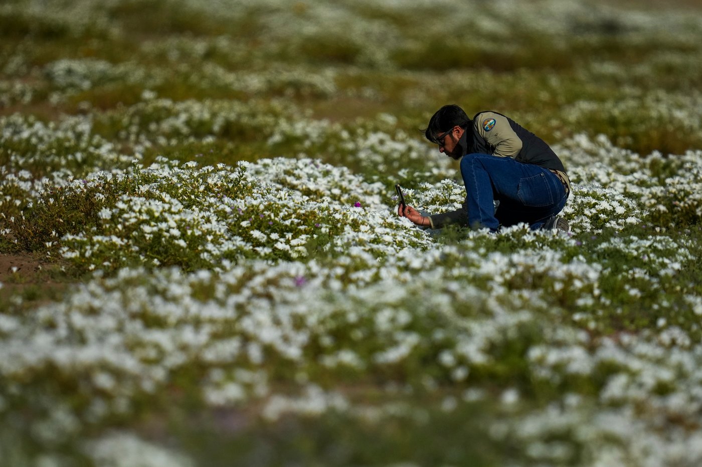 Earth’s driest desert is covered in wildflowers right now | iNFOnews.ca Earth’s driest desert is covered in wildflowers right now | iNFOnews.ca