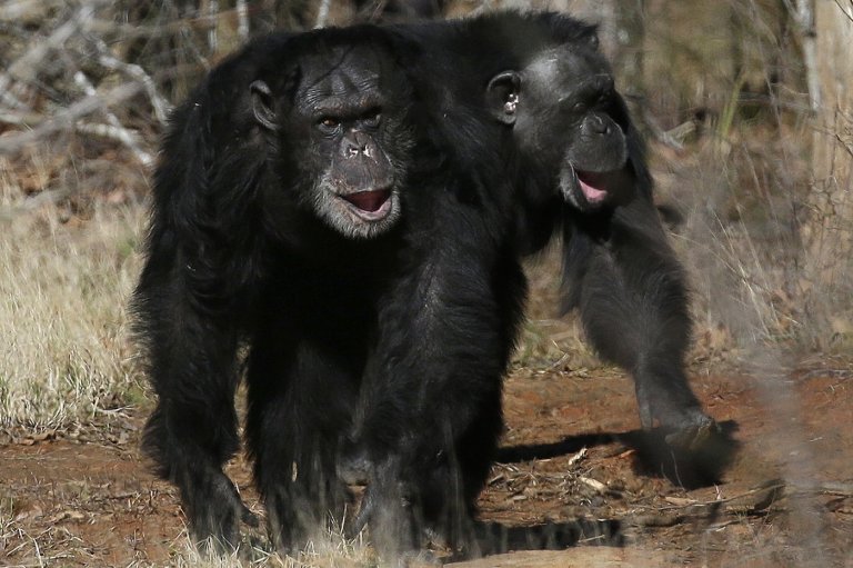 Get a load of this: Humans and great apes share similar giggles | iNFOnews.ca