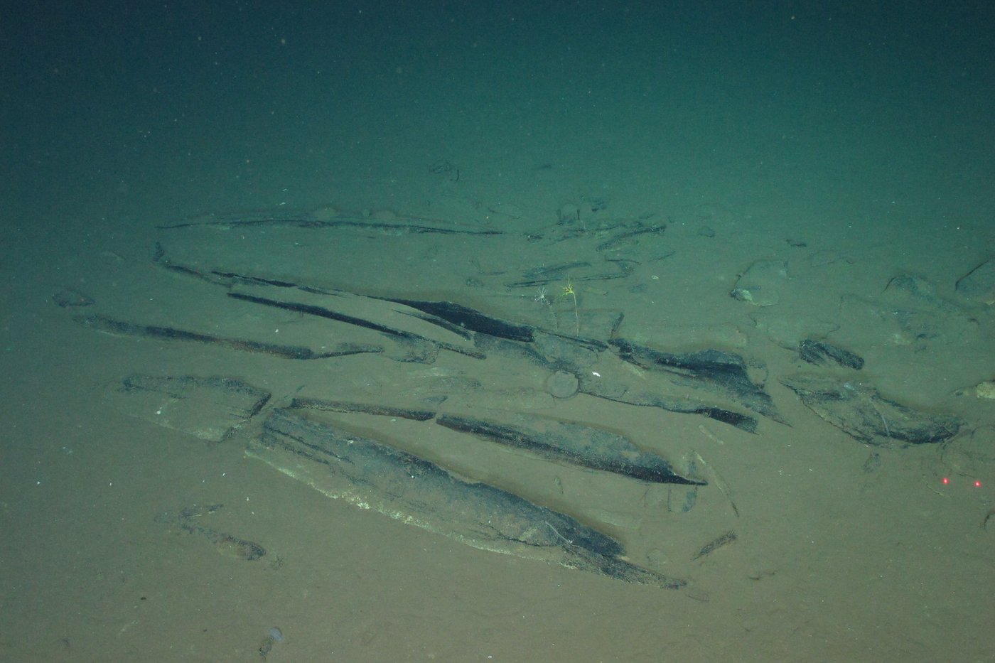 An ancient whale graveyard in the Indian Ocean teems with life | iNFOnews.ca An ancient whale graveyard in the Indian Ocean teems with life | iNFOnews.ca