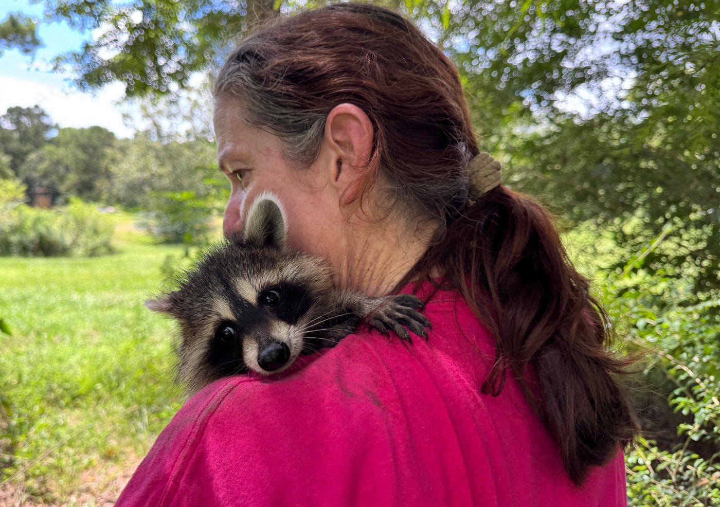 A raccoon boot camp in Mississippi teaches abandoned kits survival skills | iNFOnews.ca