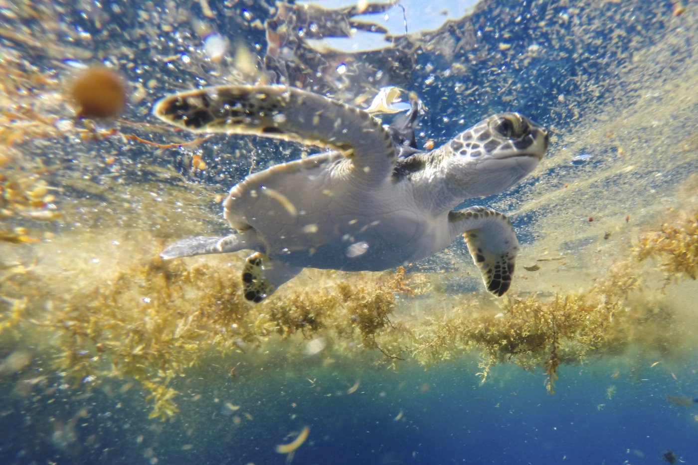 Scientists solve the mystery of sea turtles' 'lost years' | iNFOnews.ca Scientists solve the mystery of sea turtles' 'lost years' | iNFOnews.ca