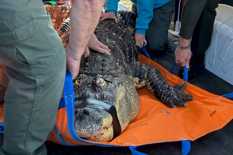 A Buffalo-area man ends his fight to reclaim Albert, his 12-foot alligator seized in 2024 | iNFOnews.ca