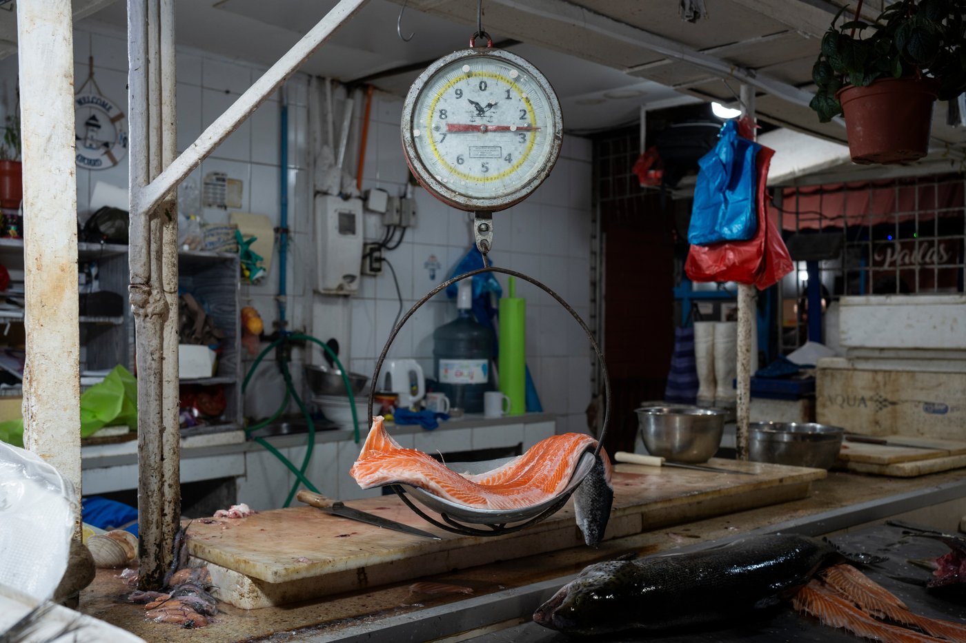 In southern Chile, locals push to protect oceans that have been hurt by intensive salmon farming | iNFOnews.ca In southern Chile, locals push to protect oceans that have been hurt by intensive salmon farming | iNFOnews.ca
