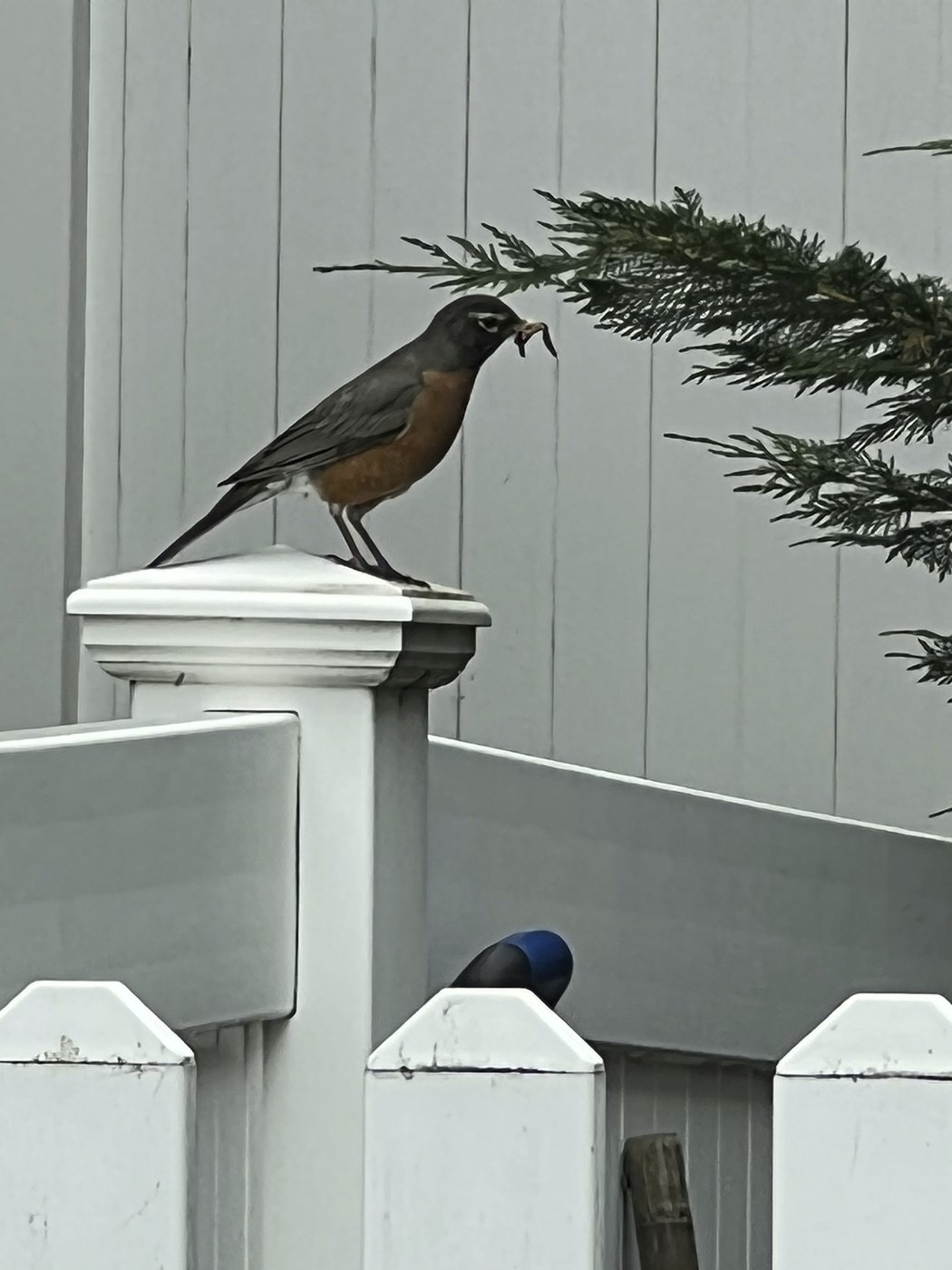 How to humanely deal with pests without using cruel traps or harmful chemicals | iNFOnews.ca