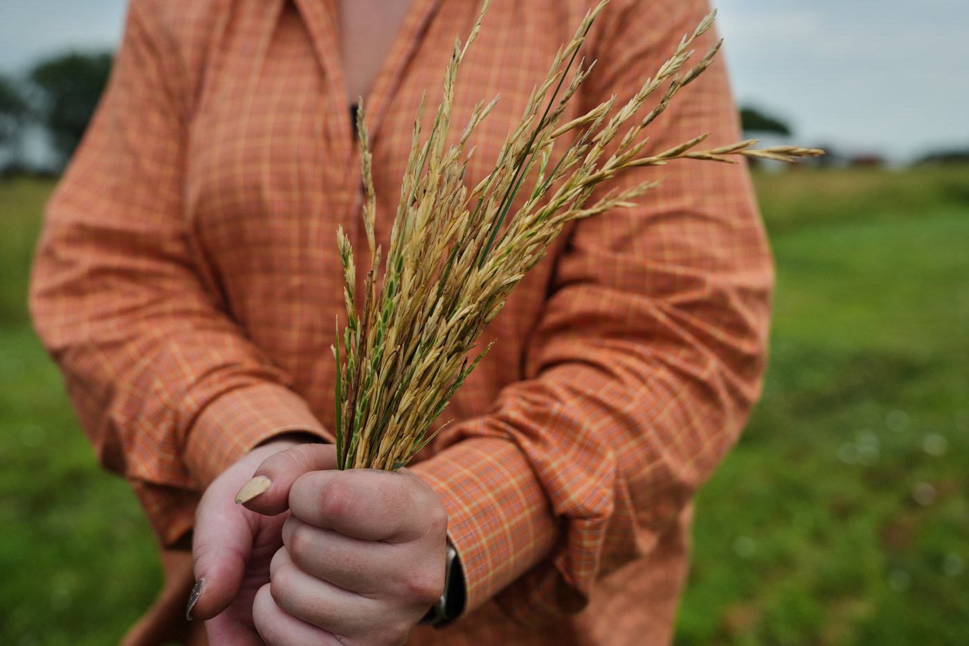 Farmers turn to perennial grains as one solution to extreme weather | iNFOnews.ca