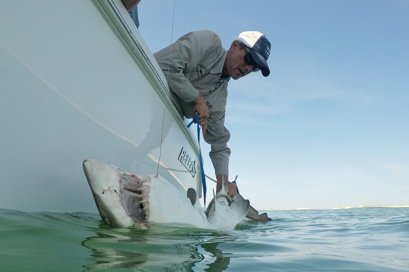 Researchers catch sharks off NY's Hamptons, attach trackers to toothy predators | iNFOnews.ca
