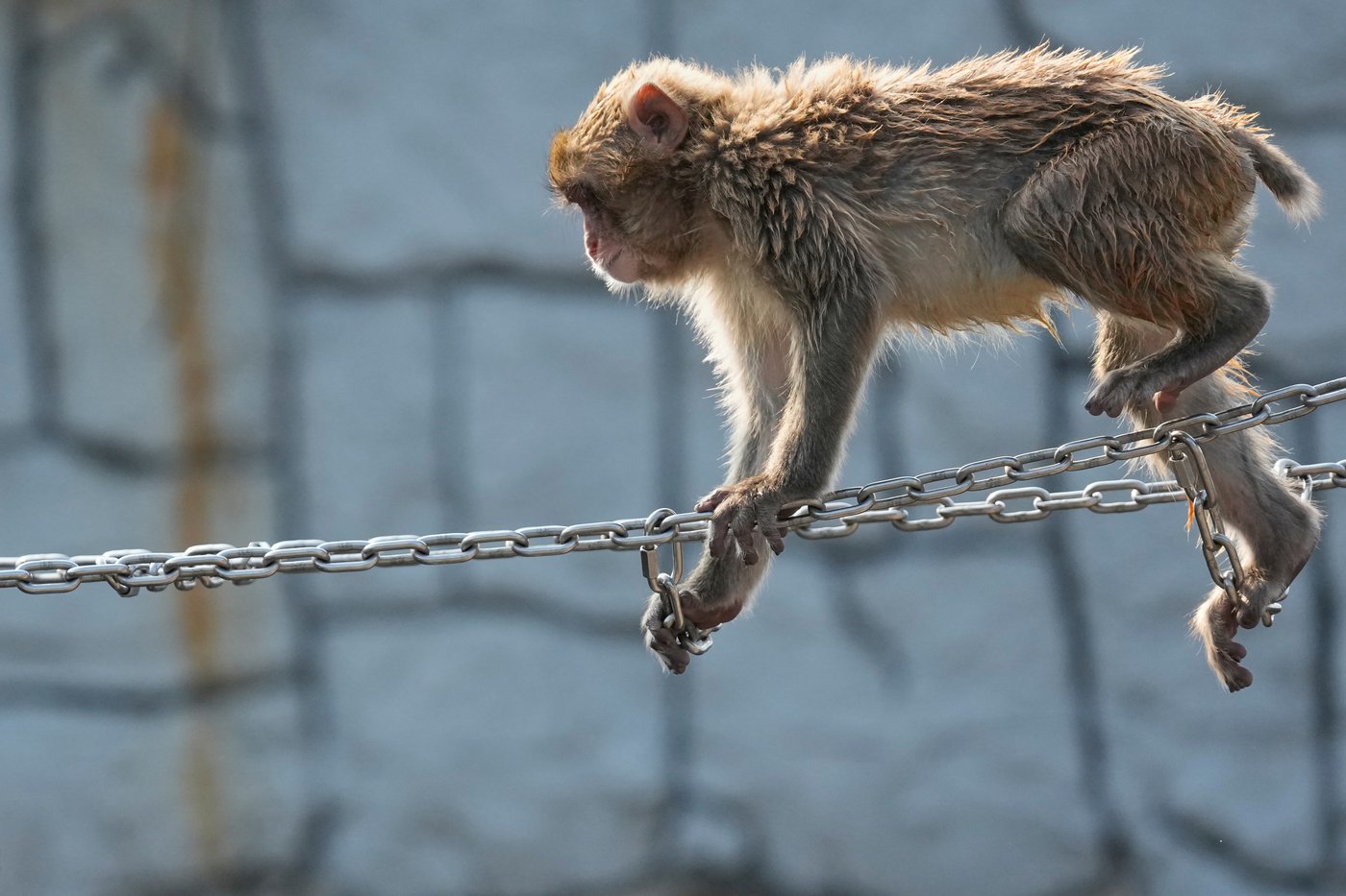 Japan's monkey sensation Punch gets thousands of birthday messages as he turns 1 on Sunday | iNFOnews.ca