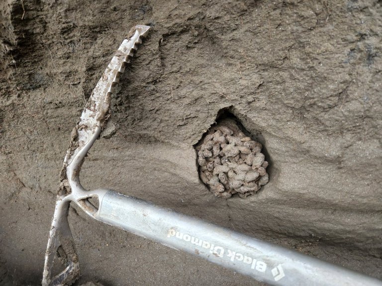 Ancient squirrel feces offer 'time capsule' of environment thousands of years ago | iNFOnews.ca