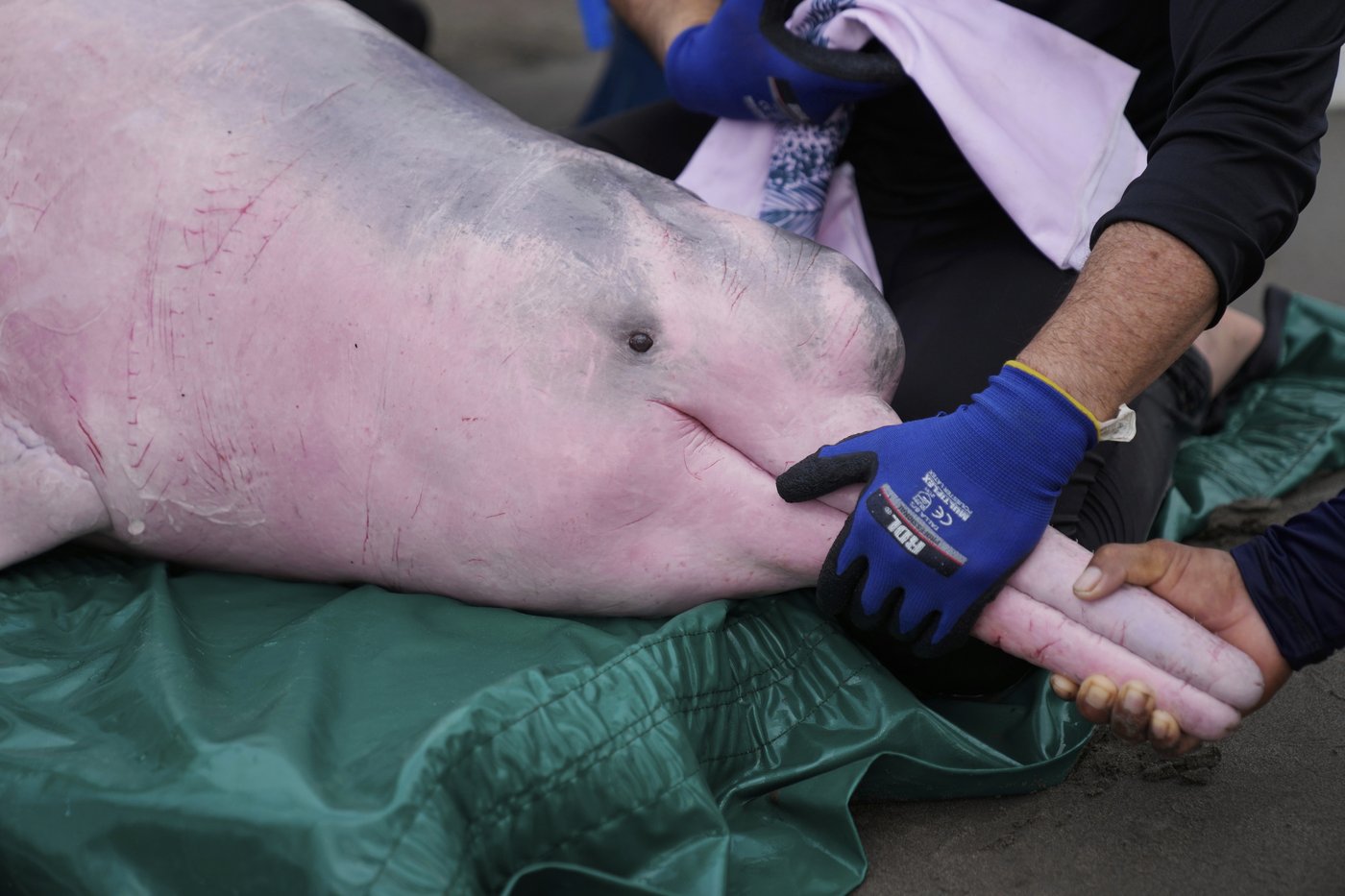 Endangered pink river dolphins face a rising mercury threat in the Amazon | iNFOnews.ca Endangered pink river dolphins face a rising mercury threat in the Amazon | iNFOnews.ca