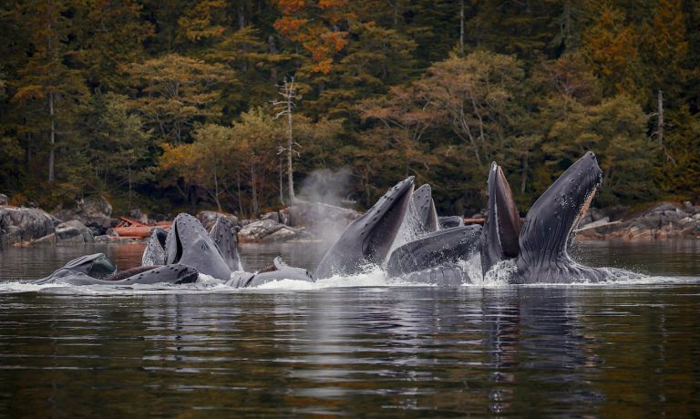 iN VIDEO: Social smarts help BC humpbacks adapt as oceans change | iNFOnews.ca