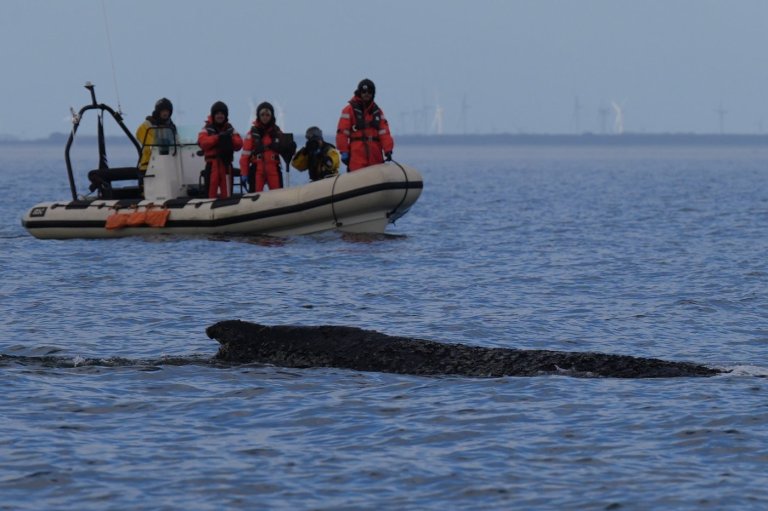 Humpback whale freed by rescuers in Baltic Sea has become stranded again | iNFOnews.ca