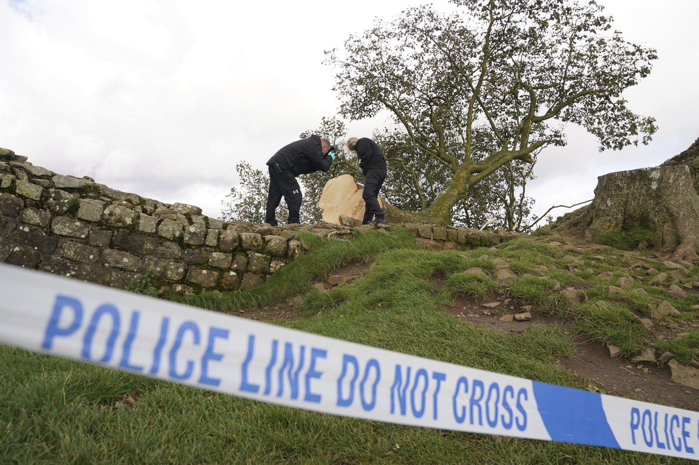 Sycamore Gap tree took more than a century to grow and less than 3 minutes to fell, prosecutors say | iNFOnews.ca Sycamore Gap tree took more than a century to grow and less than 3 minutes to fell, prosecutors say | iNFOnews.ca