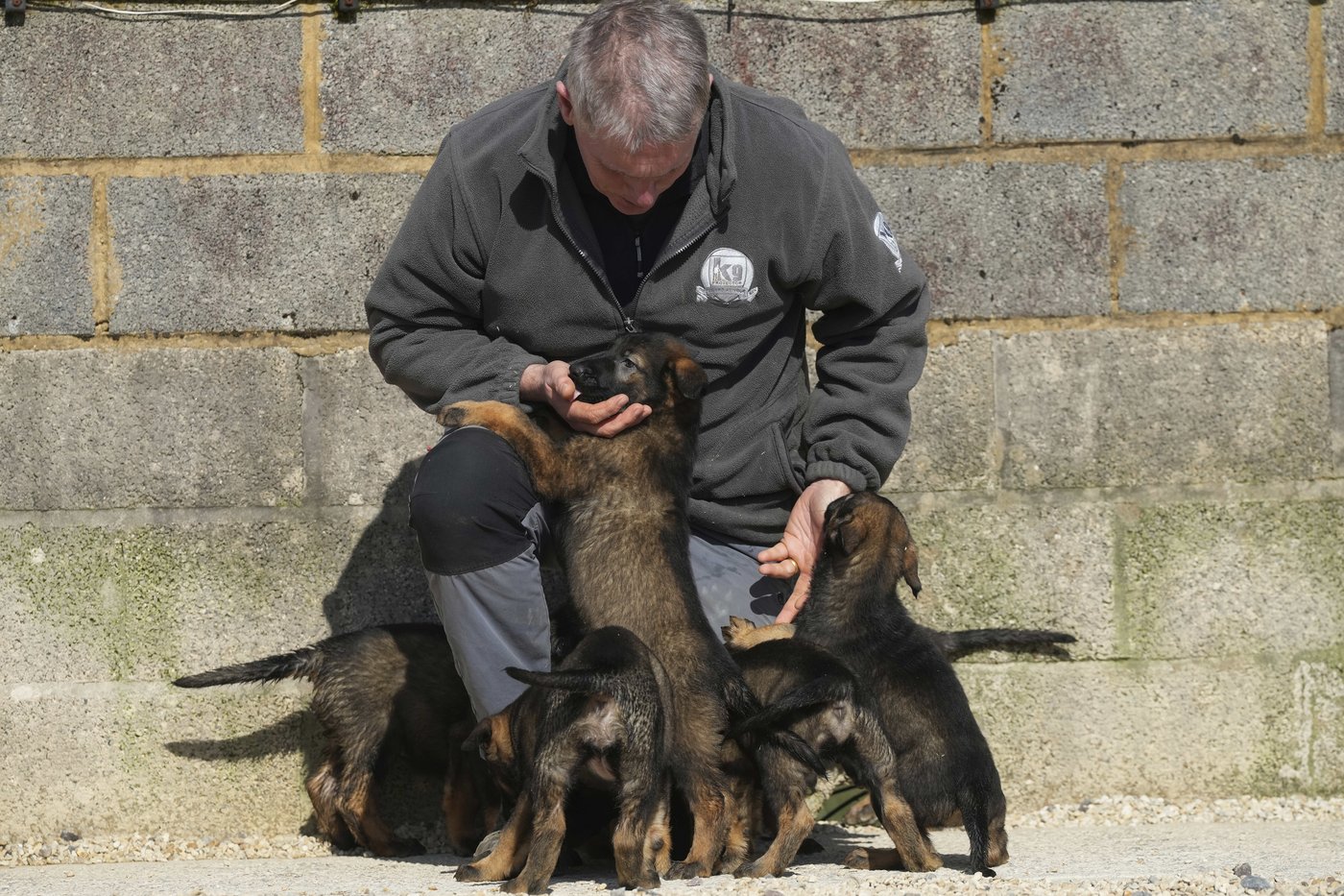 Pets with a toolkit: Protection dogs train to handle burglars as sports stars boost home security | iNFOnews.ca