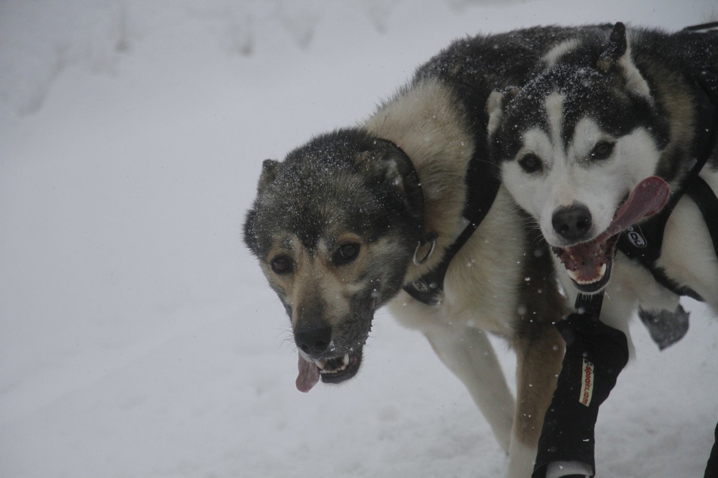 What to know: Downtown Anchorage braces for a canine takeover as the Iditarod’s 54th run begins | iNFOnews.ca What to know: Downtown Anchorage braces for a canine takeover as the Iditarod’s 54th run begins | iNFOnews.ca